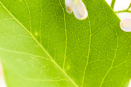 green leaf lilac macroの写真素材