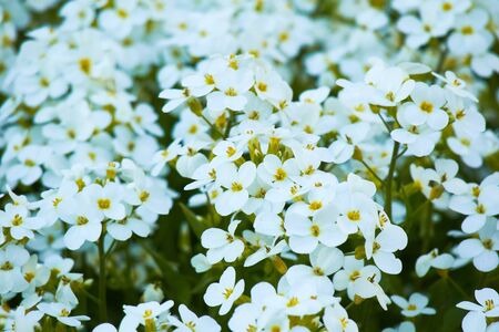flowers arabisの写真素材