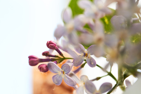 lilac blooms close-upの写真素材