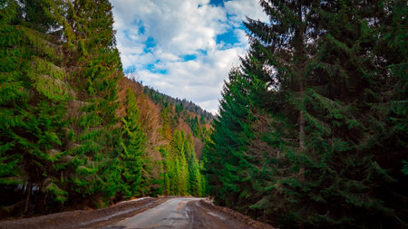 Mountain road near pineの写真素材