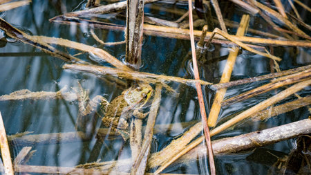 frog on waterの写真素材