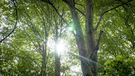 lens flare before trees in forestの写真素材