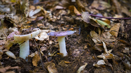 mushroom clitopilus prunulusの写真素材