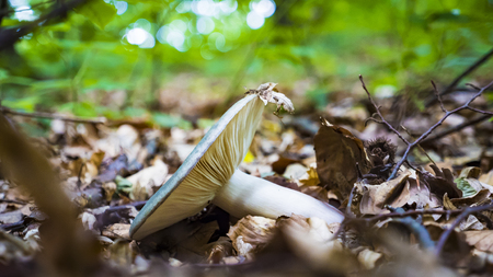 mushroom clitopilus prunulusの写真素材