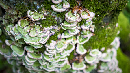mushroom on a tree. dying tree. Fungusの写真素材