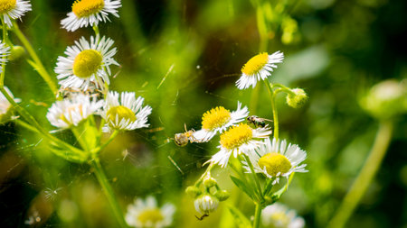 spider hunts on a flyの写真素材