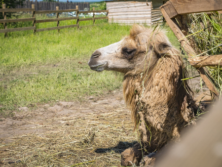 camel close up on grass backgroundの写真素材
