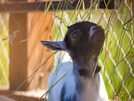 dwarf goat eating grass in aviaryの写真素材