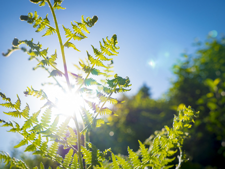 fern in the sun on blue sky, lens flaresの写真素材