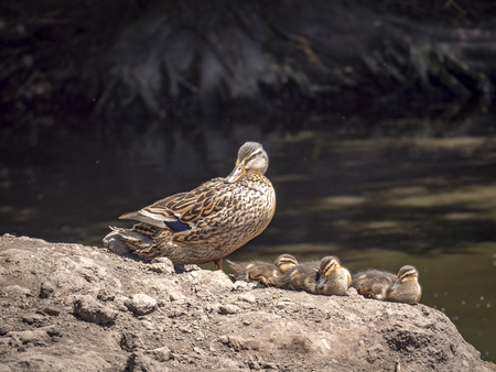 ducks family on the shore near the floodplainの写真素材