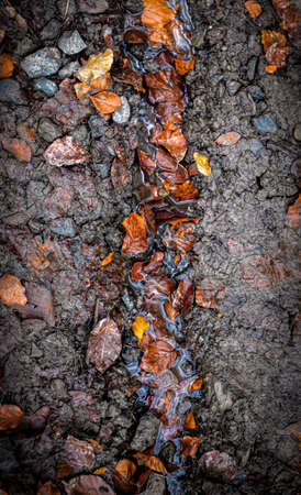 yellowed leaves of trees lie in the swamp wallpaper, screensaver, posterの写真素材