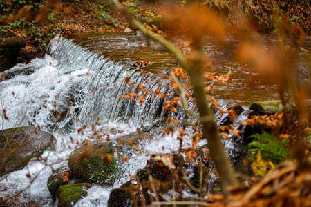 beautiful waterfall in forest, autumn landscape wallpaper, screensaver, posterの写真素材
