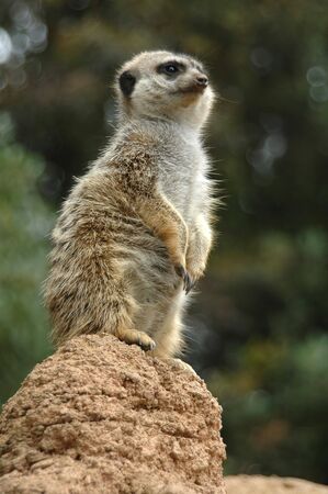 Meerkat on watch, Children's Zoo, San Francisco Zooの写真素材
