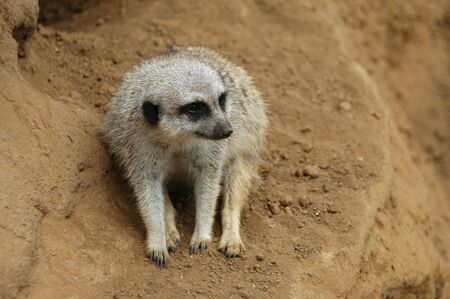 Meerkat, Children's Zoo, San Francisco Zooの写真素材