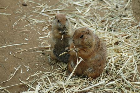 Prairie dogs at lunch, Children's Zoo, San Francisco Zooの写真素材