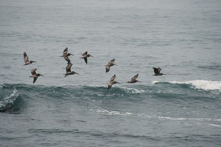 Pelicans fly in formation, Pigeon Point, Californiaの写真素材
