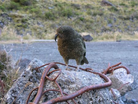 Kea - Alpine parrot, spotted at Homer Tunnel, Fjordland National Park, Milford, New Zealandの写真素材
