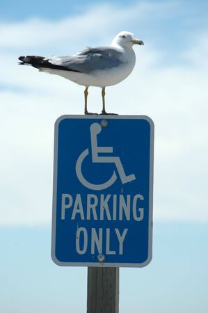 Seagull on Handicapped Parking sign, Baylands Nature Preserve, Palo Alto, Californiaの写真素材