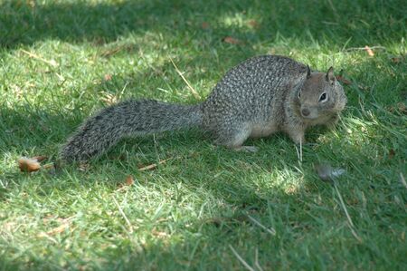 Gray squirrelの写真素材
