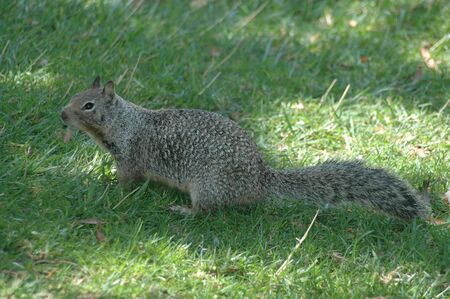 Gray squirrelの写真素材