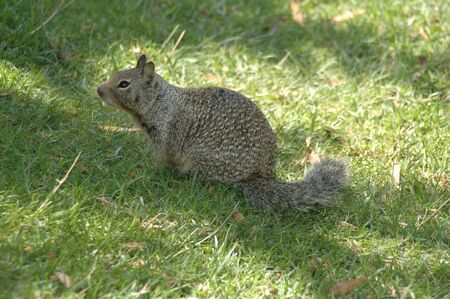 Gray squirrelの写真素材