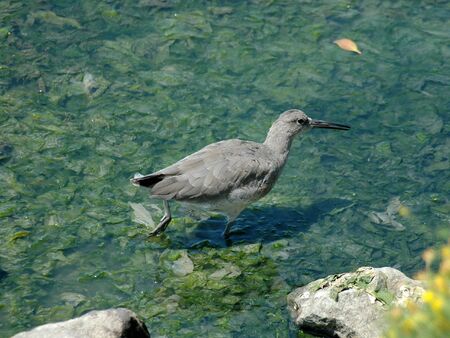 Sandpiper (possibly a long-billed dowitcher), Shoreline Park, Mountain View, Californiaの写真素材