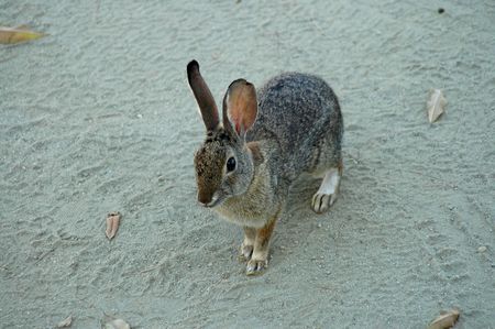 Wild rabbitの写真素材
