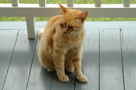 Orange calico catの写真素材