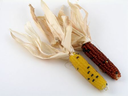 Miniature Indian cornの写真素材