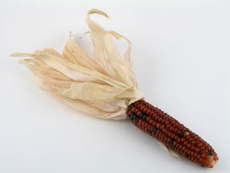 Miniature Indian cornの写真素材