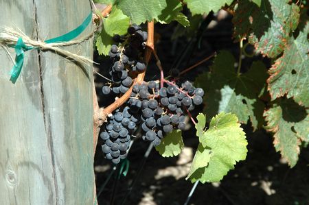 Wine grapes on the vineの写真素材