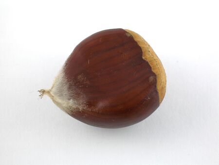Raw chestnutの写真素材