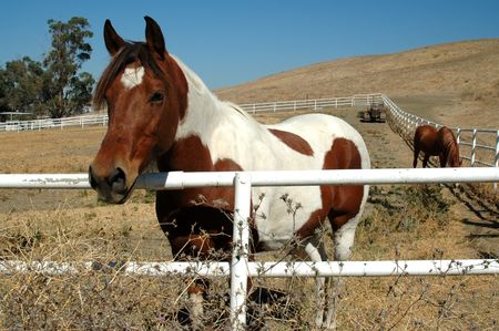 Horse & fenceの写真素材
