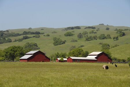 Cows on a farm, Morgan Hill, Californiaの写真素材
