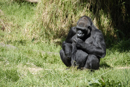 Gorilla, San Francisco Zoo, San Francisco, Californiaの写真素材