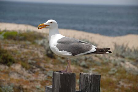 Seagull on a fence, Pacific Grove, Californiaの写真素材