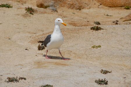 Seagull on the beach, Pacific Grove, Californiaの写真素材