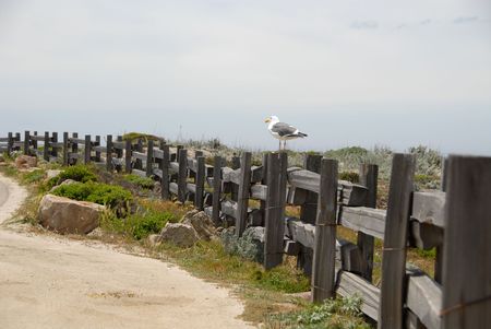 Split rail fence with seagull, Pacific Grove, Californiaの写真素材