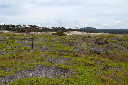 Plants growing in the dunes, Pacific Grove, Californiaの写真素材