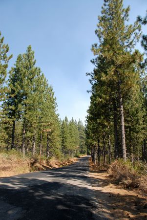 Airport road, Blue Canyon, Californiaの写真素材