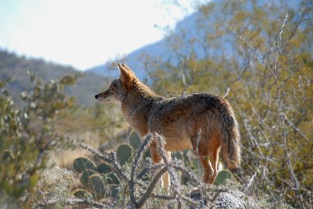 Coyote, Desert Museum, Tucson, Arizonaの写真素材