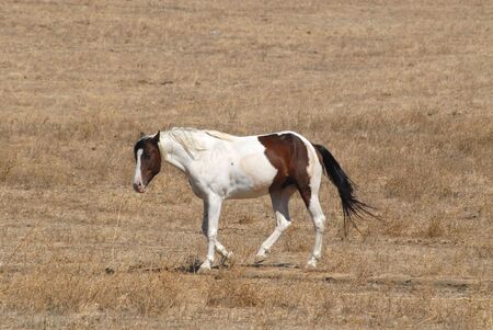 Horse on a dry brown hill, Milpitas, Californiaの写真素材