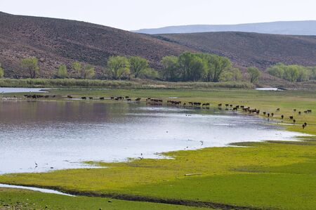 A herd of cattle grazing at Topaz Lake, Nevadaの写真素材