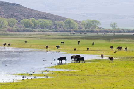 A herd of cattle grazing at Topaz Lake, Nevadaの写真素材