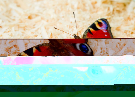 Pretty young brunette in bustier top and jeans shortsの写真素材