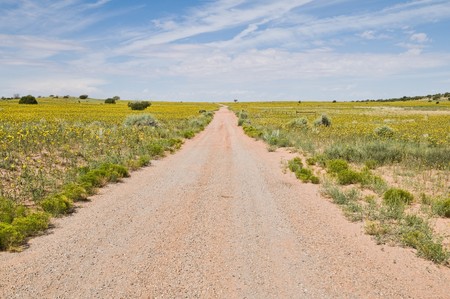 Dirt road and yellow wildflowers near the entrance to Canyonlands National Park, Moab, Utahの写真素材