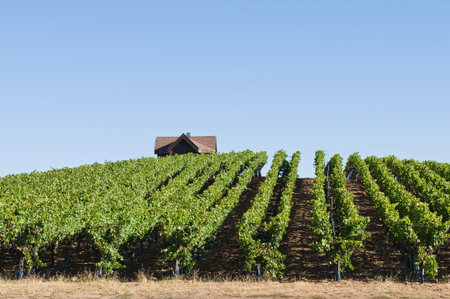 Rows of grapevines on rolling hills, Sebastopol, Californiaの写真素材