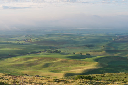 Farmland in early morning, Steptoe Butte State Park, Oakesdale, Washington