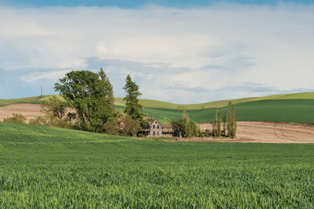 Wooden farmhouse among rolling hills of wheat, Thornton, Washingtonの写真素材
