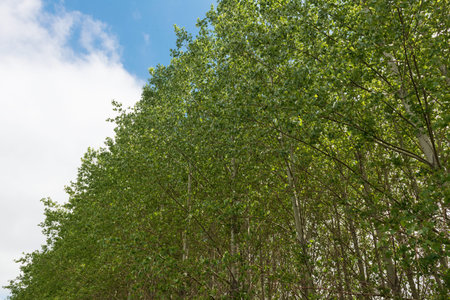 Cottonwood treetops against the sky, Palouse, Washington